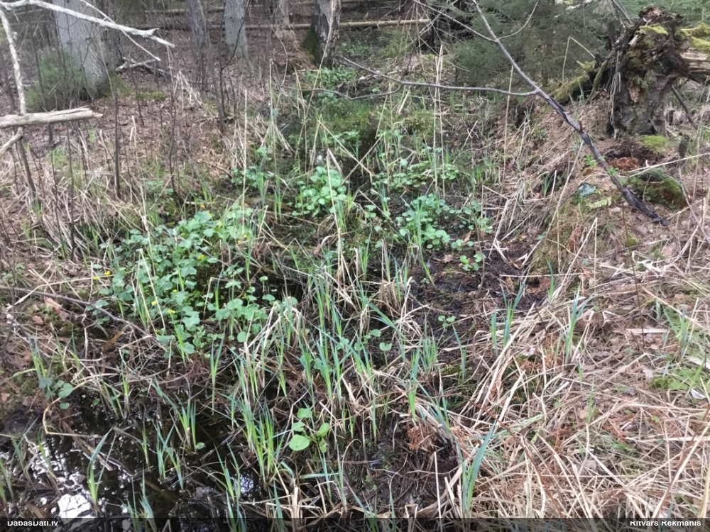 калужница болотная