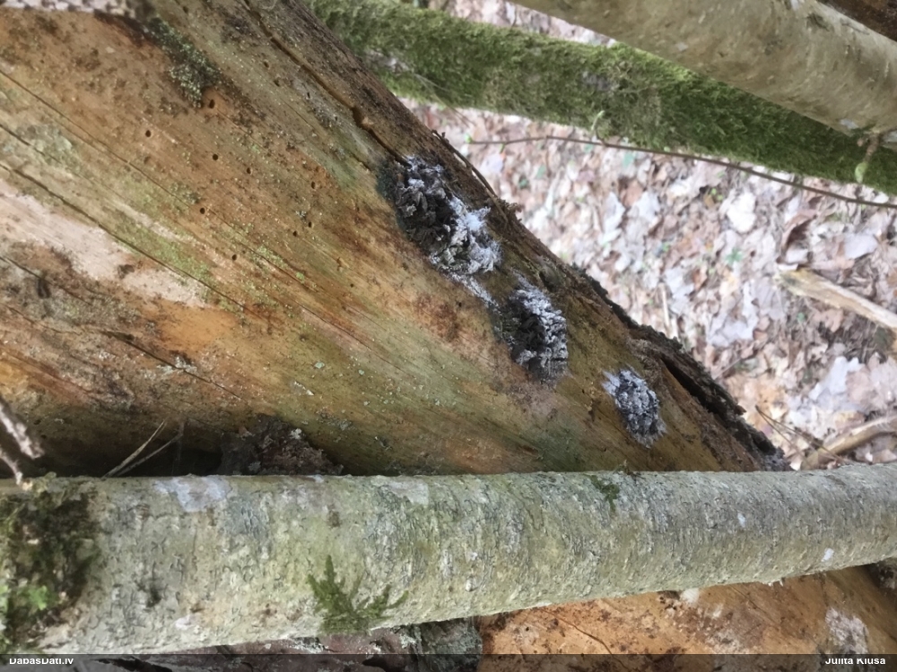 Saplacinātā kūlīte