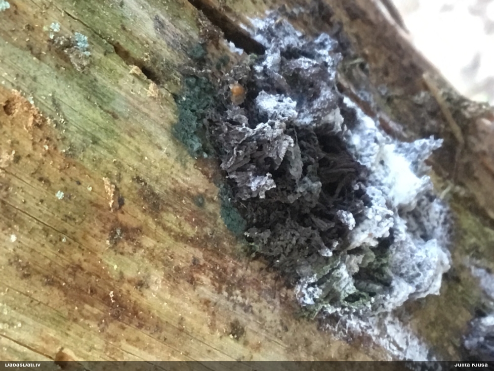 Saplacinātā kūlīte