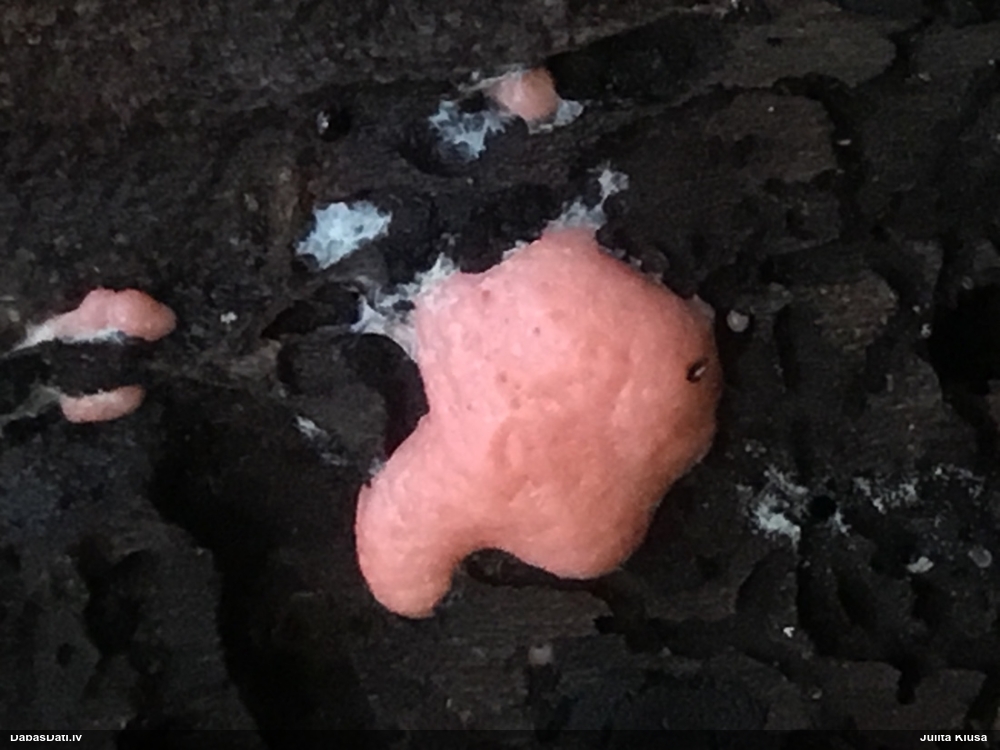 Olīvsporu gļotpūpēdis