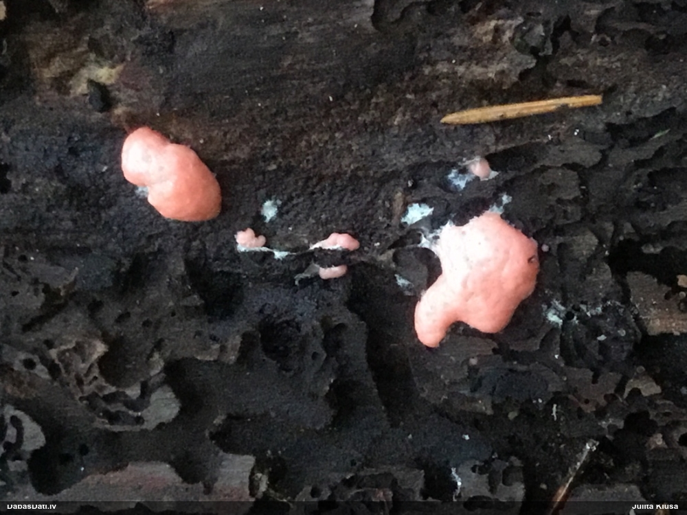 Olīvsporu gļotpūpēdis