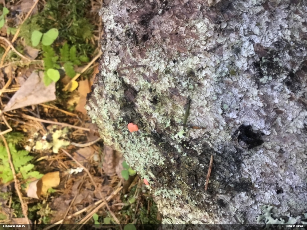 Olīvsporu gļotpūpēdis