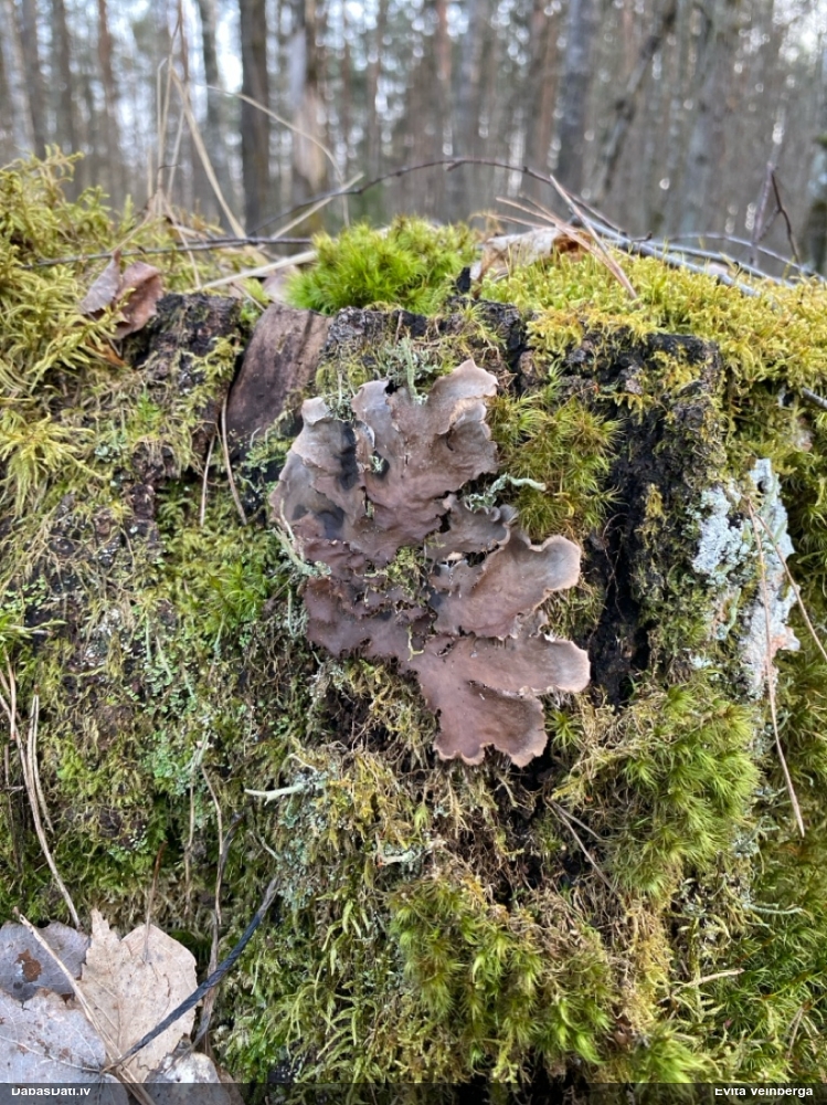 Peltīgera (nenoteikta)