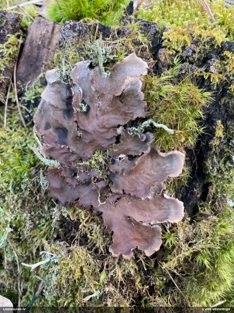 Peltīgera (nenoteikta)