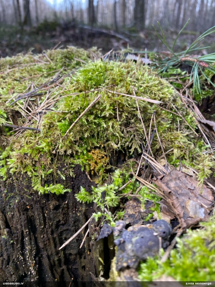 Trihija, hemitrihija (nenoteikta)