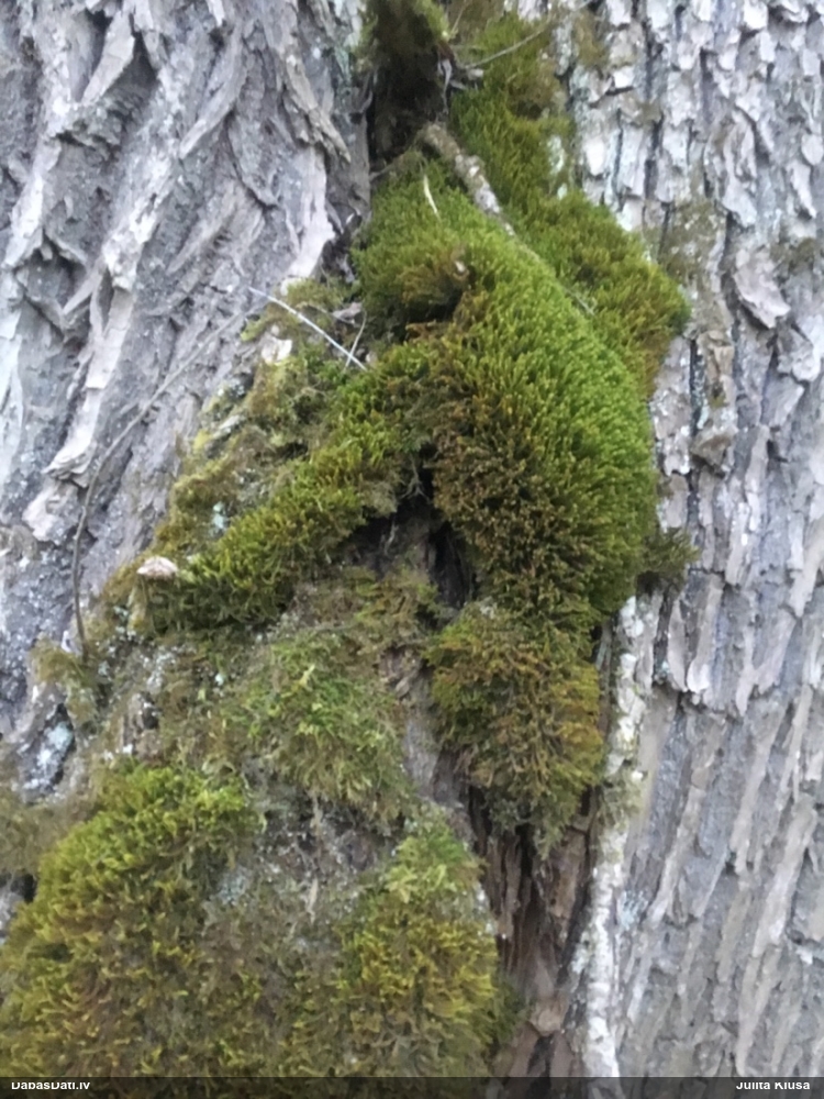 Pinuma kažocene
