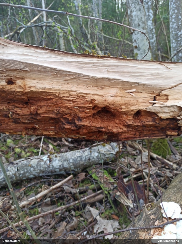 Kocīte (nenoteikta)