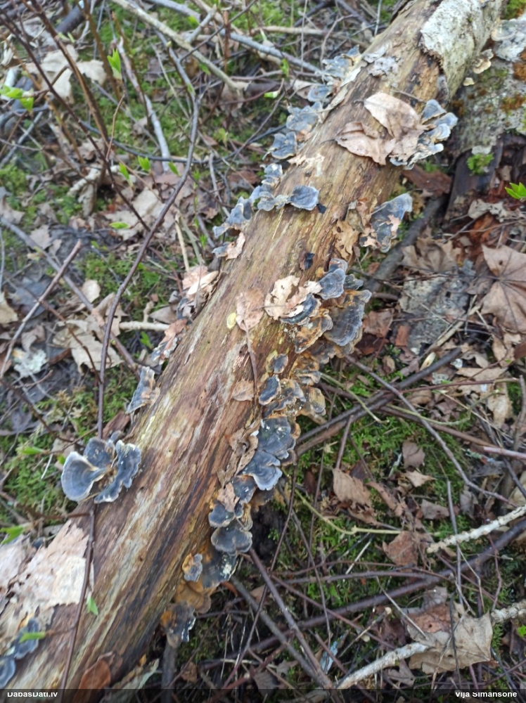 Raibā tauriņpiepe
