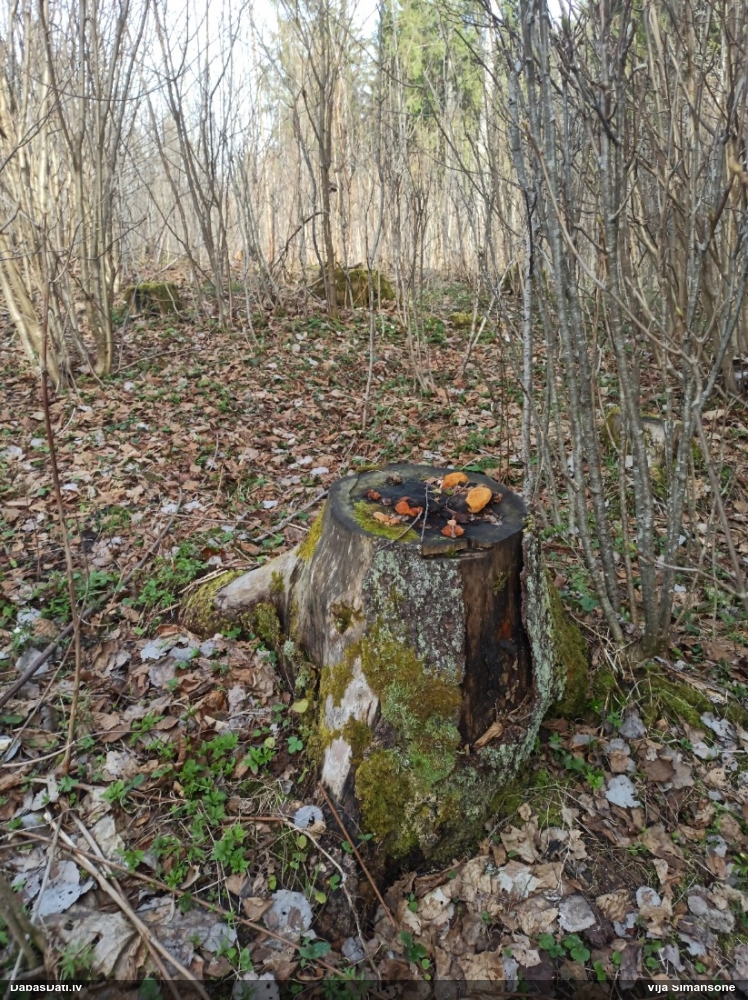 Smaržīgā sētaspiepe