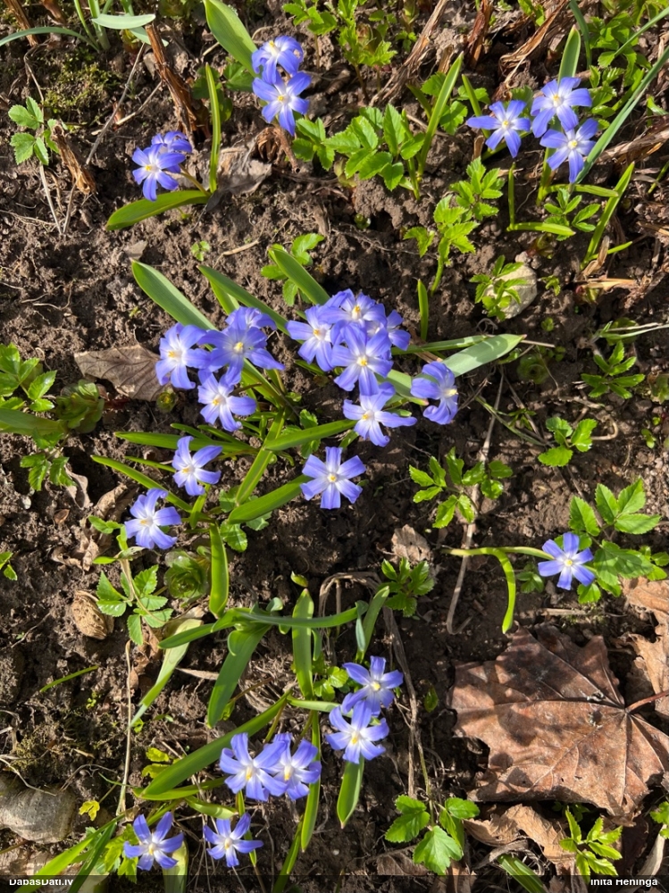 пролеска Люцилии