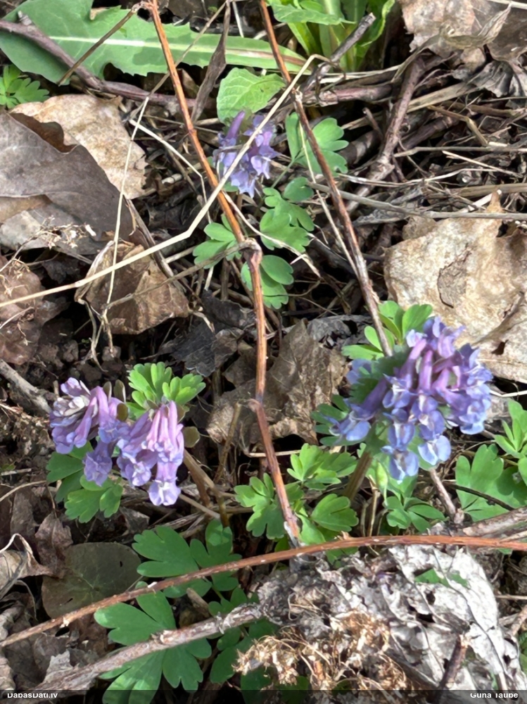 хохлатка плотная