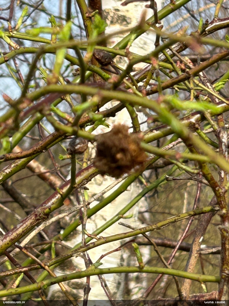 Rožu sūnveida panglapsene