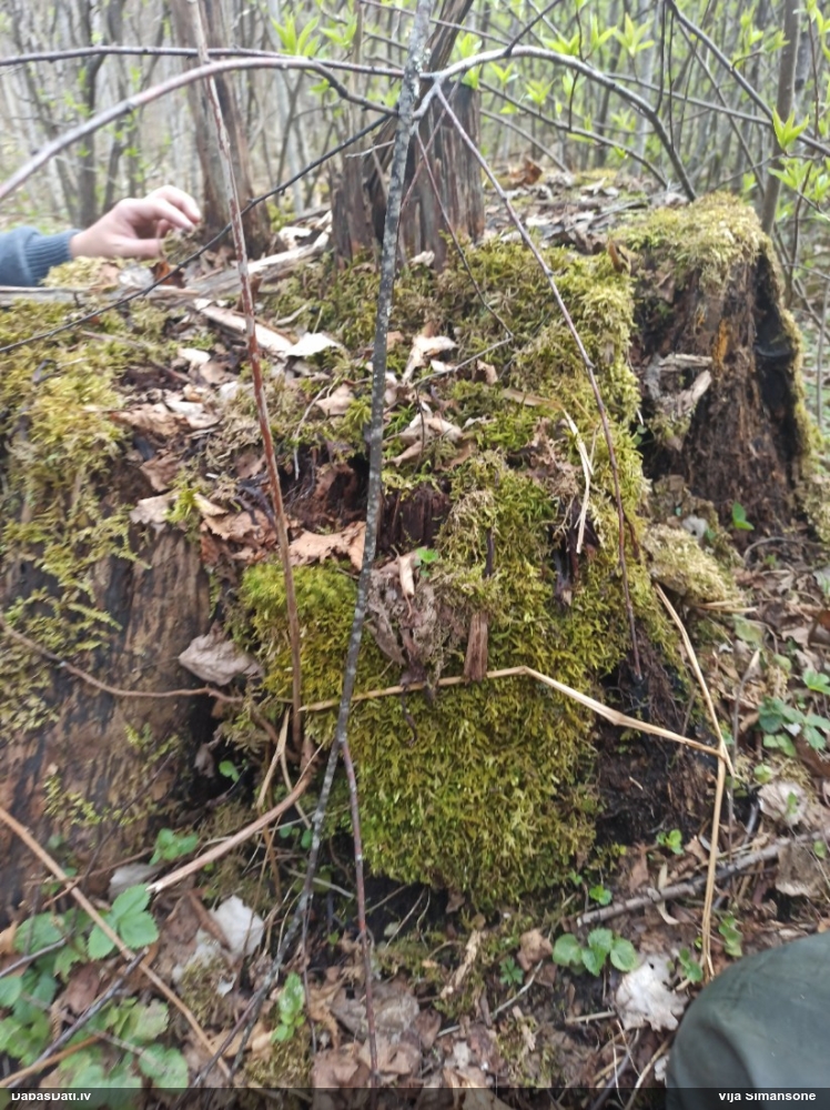 Vilkpienaine (nenoteikta)