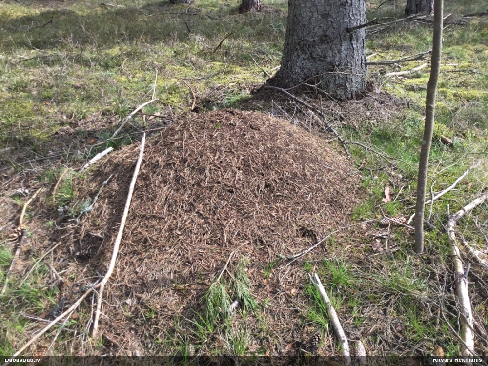 Rūsganā meža skudra