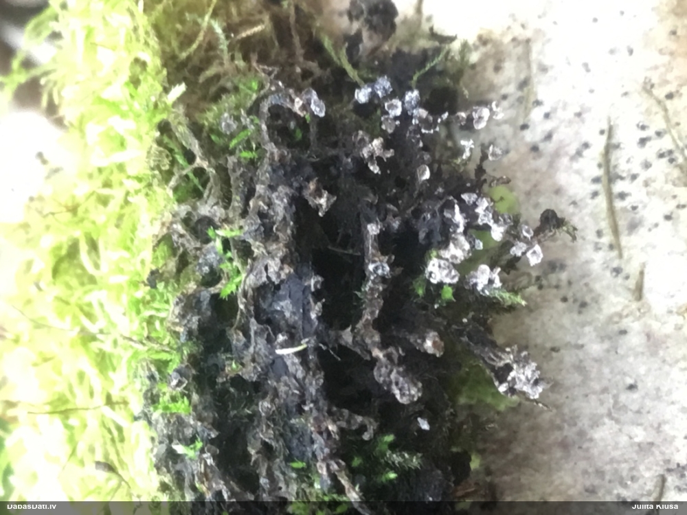 Daudzveidīgā fizāra