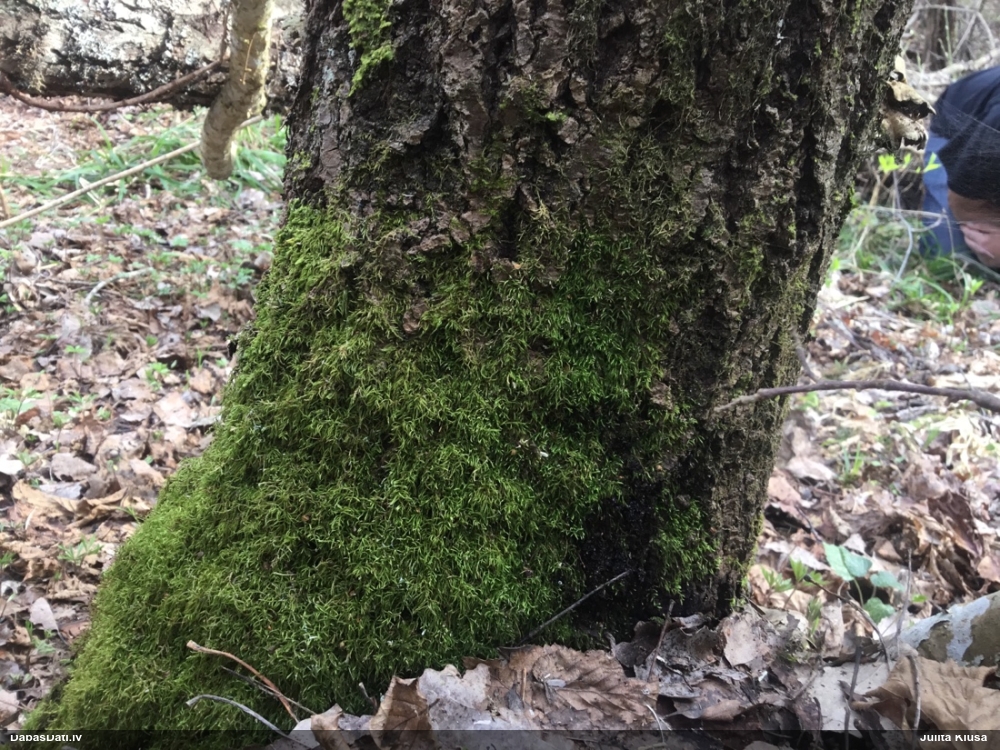 Daudzveidīgā fizāra