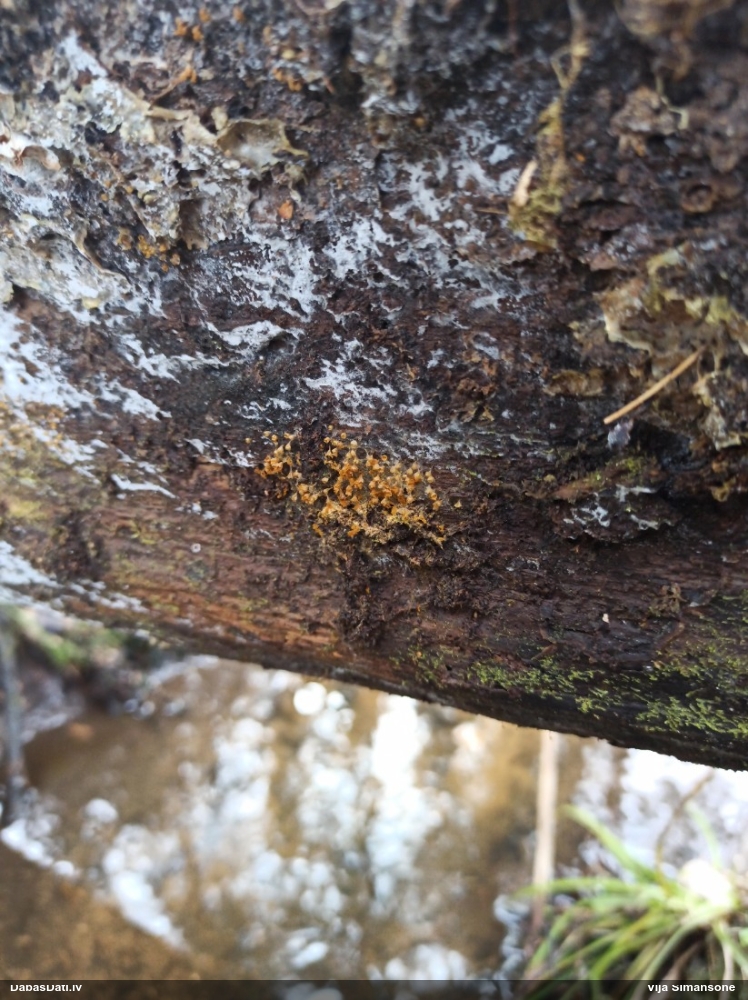 Maldinošā kājpilīte (bij. maldinošā trihija)