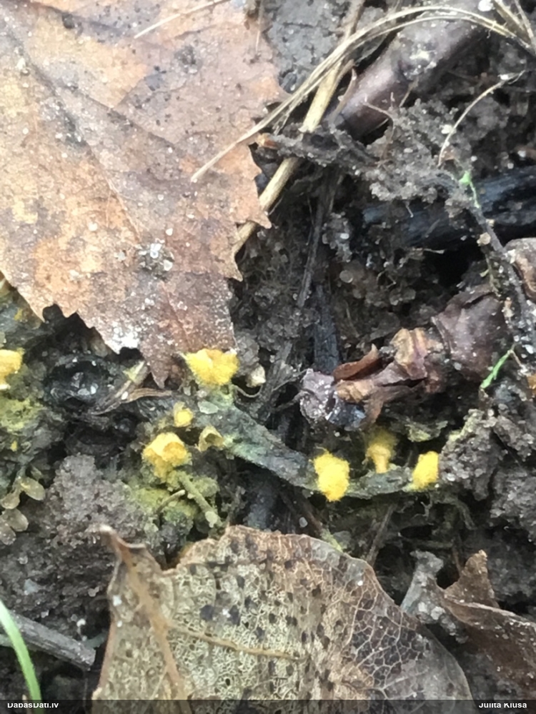 Daudzveidīgā trihija