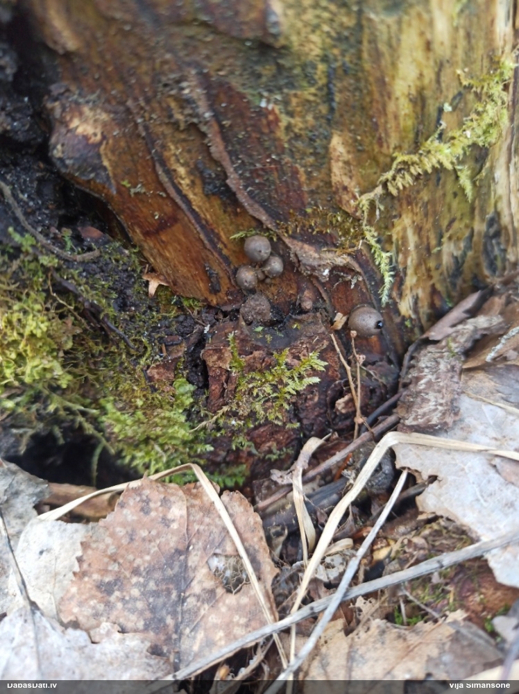 Vilkpienaine (nenoteikta)