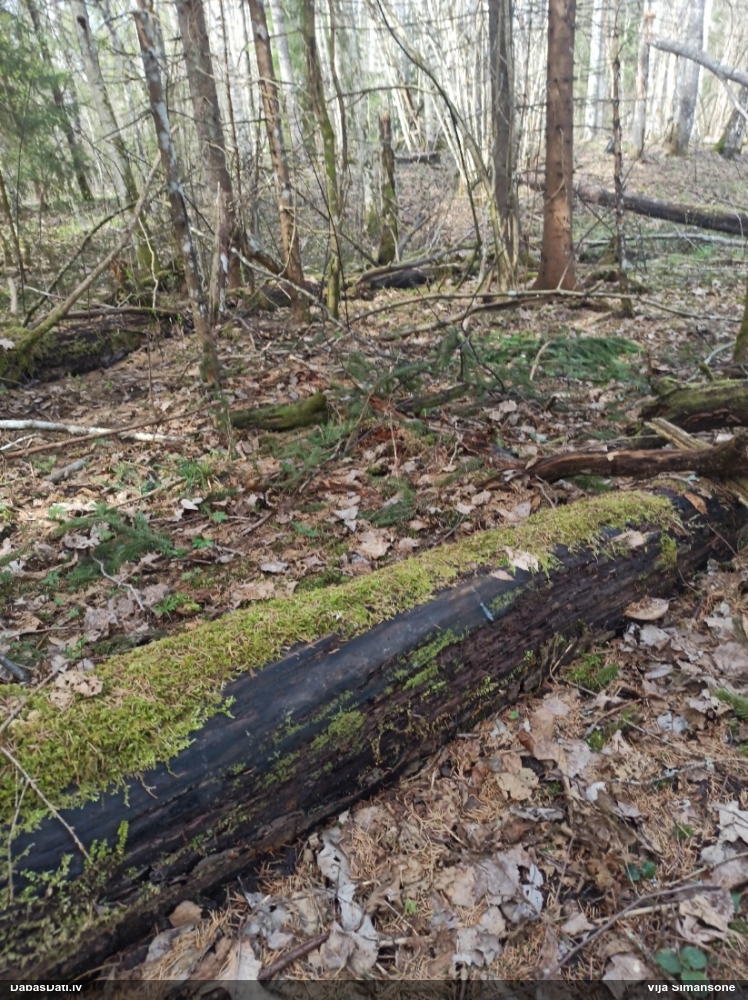 Hemitrihija (nenoteikta)