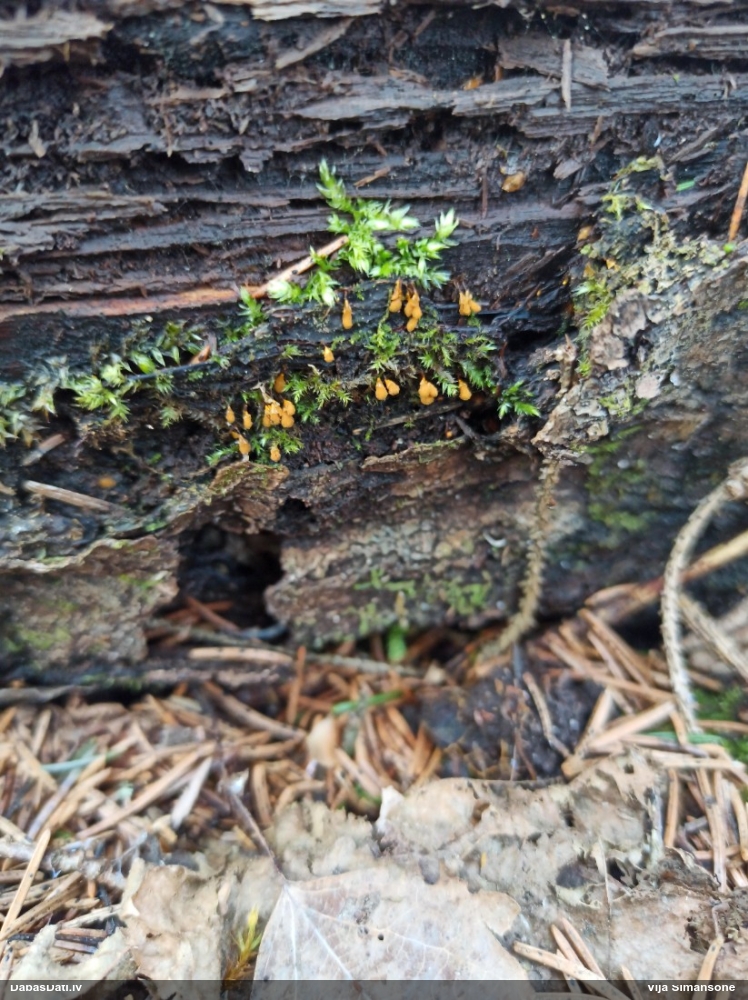 Hemitrihija (nenoteikta)