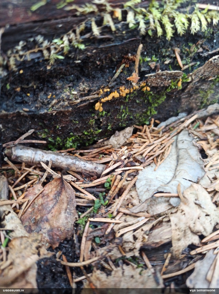 Hemitrihija (nenoteikta)