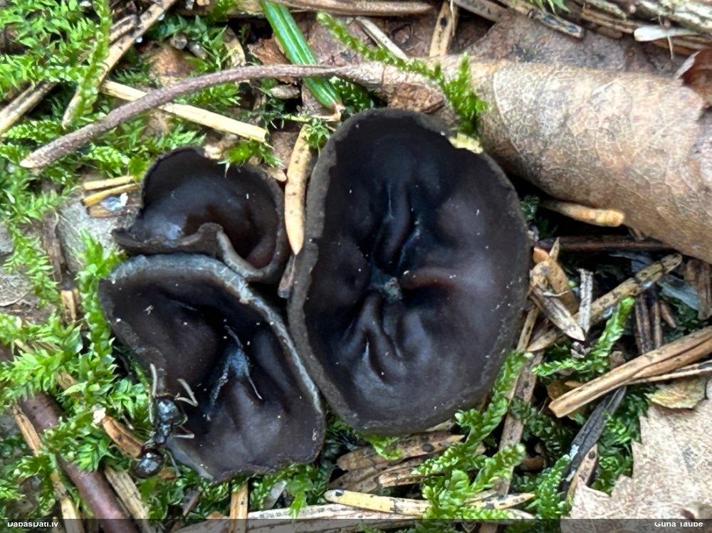 Melnā spožkausene (pseidoplektānija)
