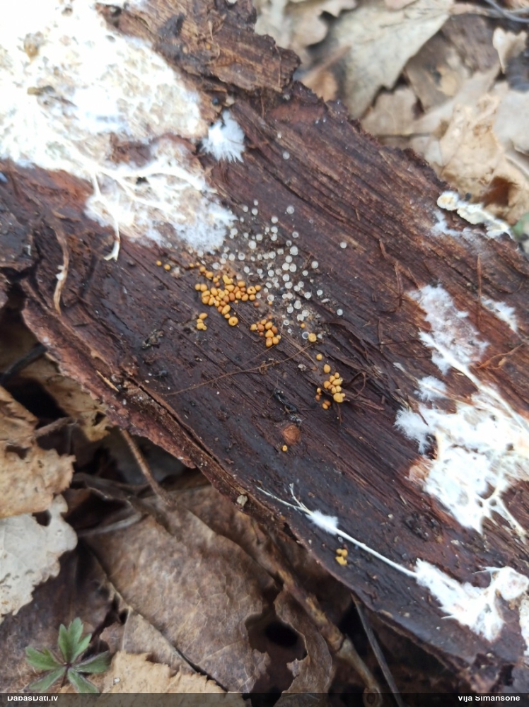 Trihija, hemitrihija (nenoteikta)