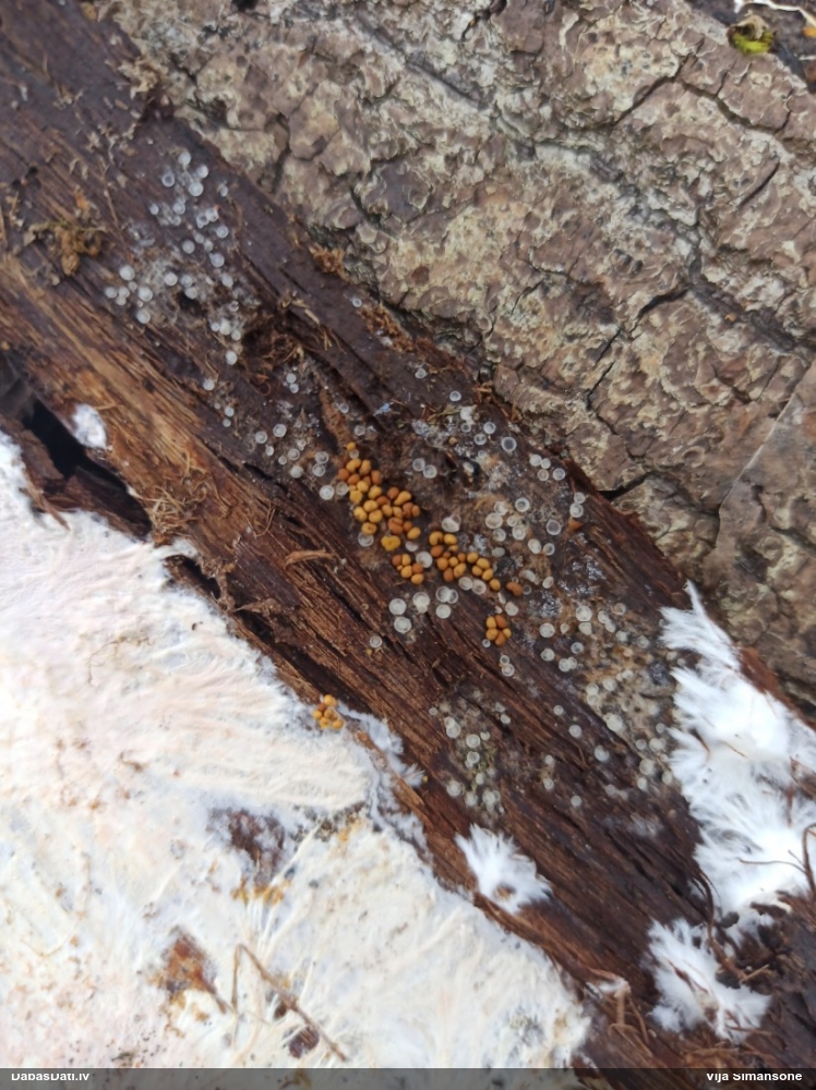 Trihija, hemitrihija (nenoteikta)