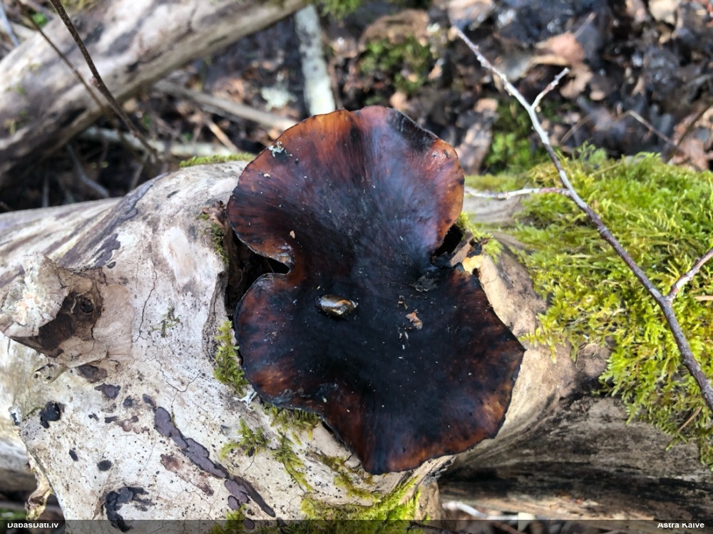 Kastaņbrūnā kātiņpiepe