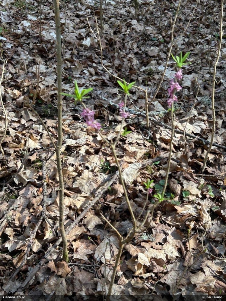 волчеягодник обыкновенный