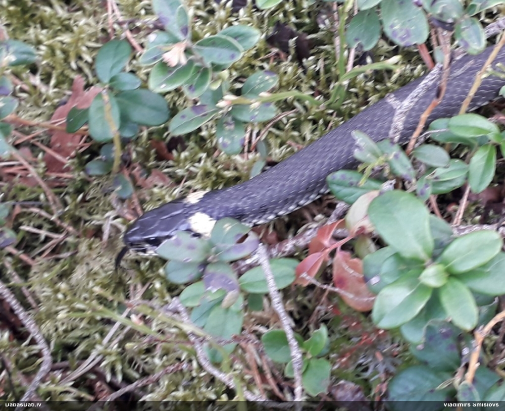 обыкновенный уж