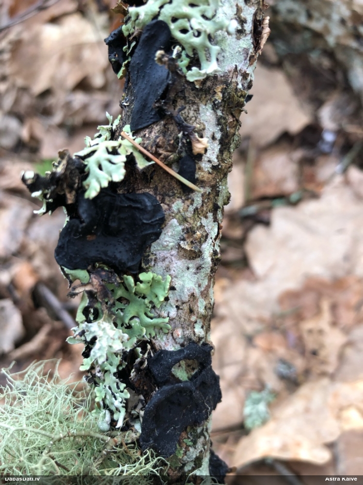 Nošķeltā eksīdija