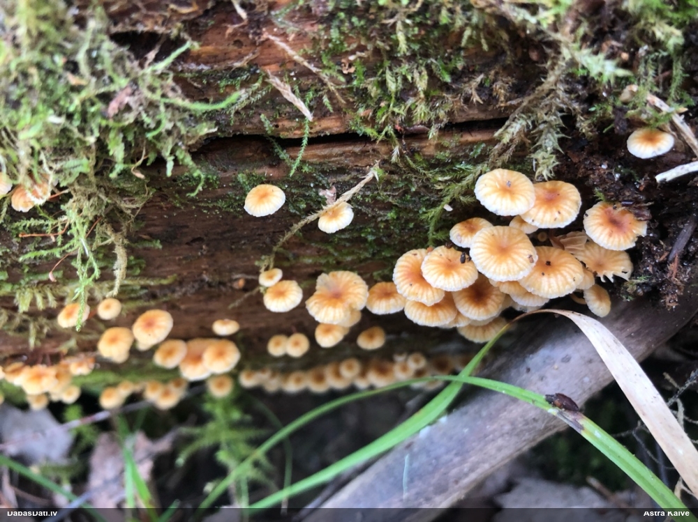 Zvaniņu sausdobīte