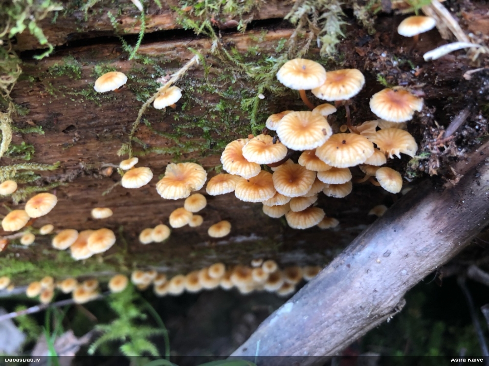 Zvaniņu sausdobīte