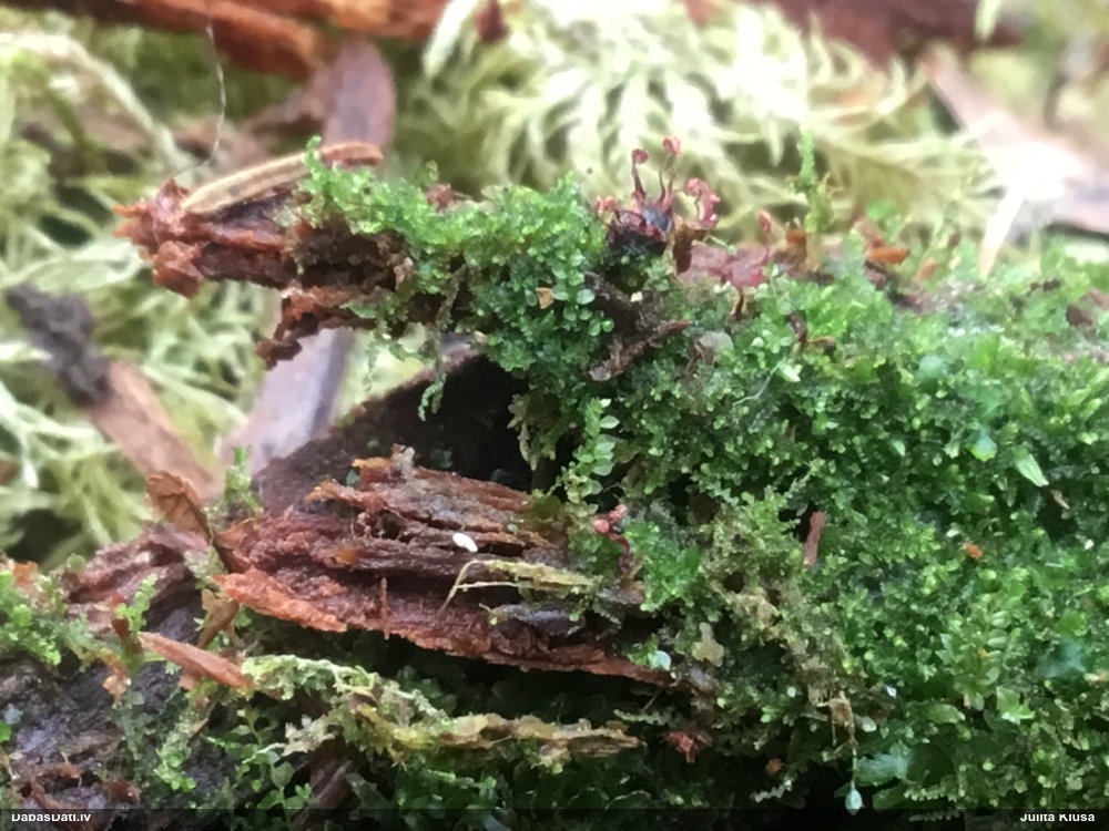 Purpura kribrārija