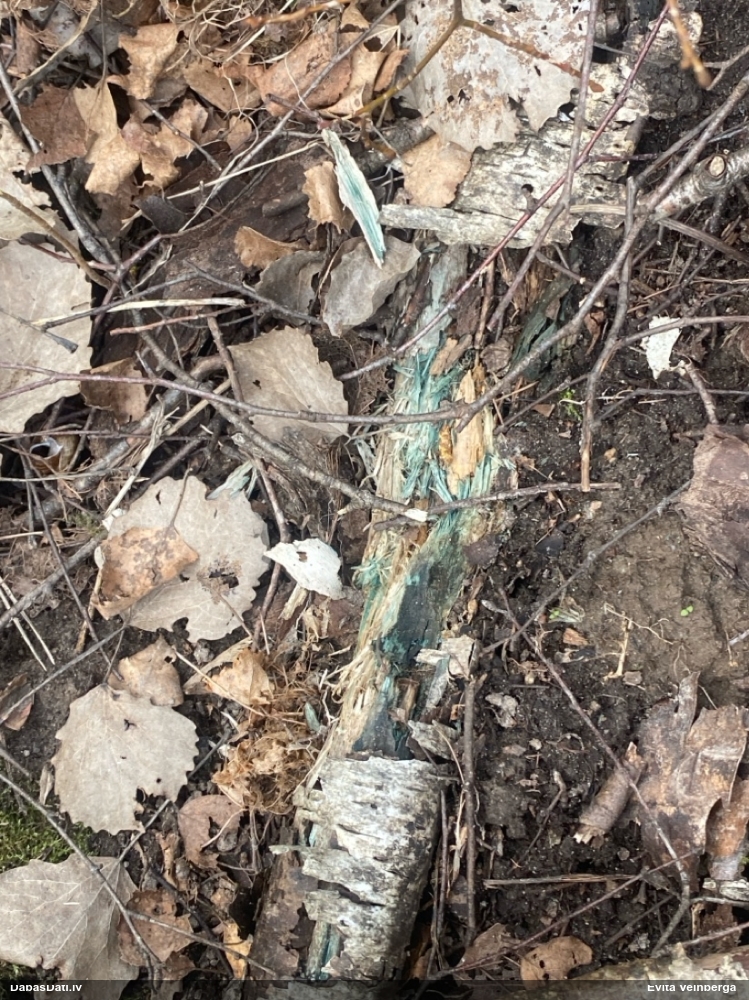 Zilzaļā hlorociborija