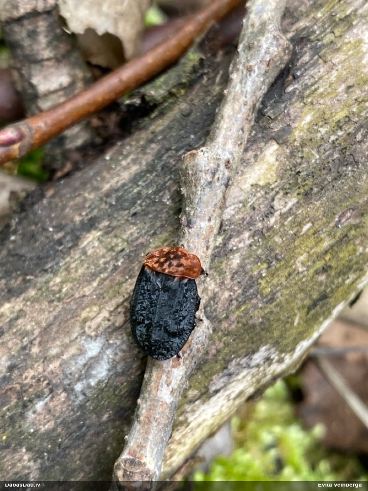 Sarkankrūšu līķvabole