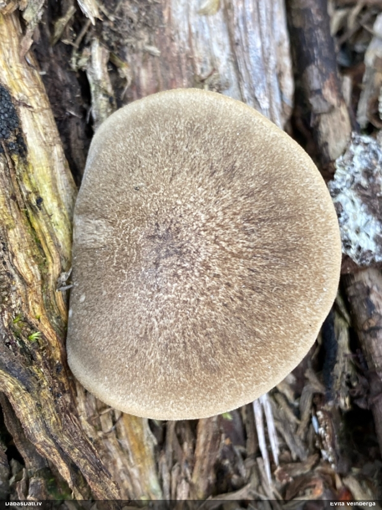 Skropstainā kātiņpiepe