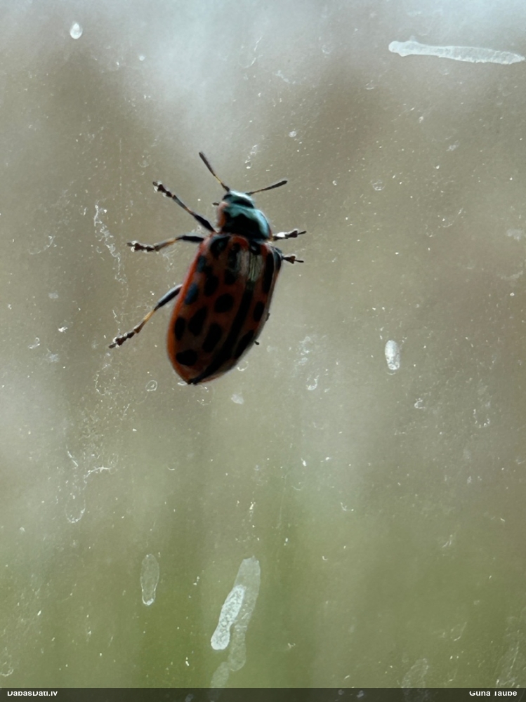 Lapgrauzis Chrysomela vigintipunctata