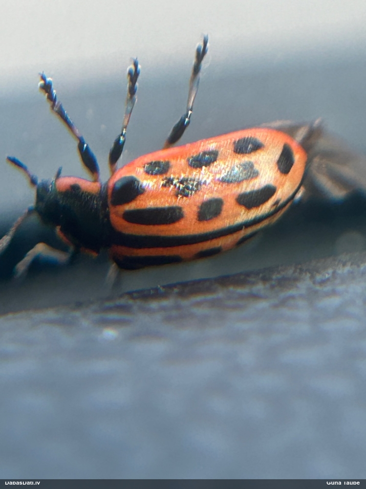 Lapgrauzis Chrysomela vigintipunctata