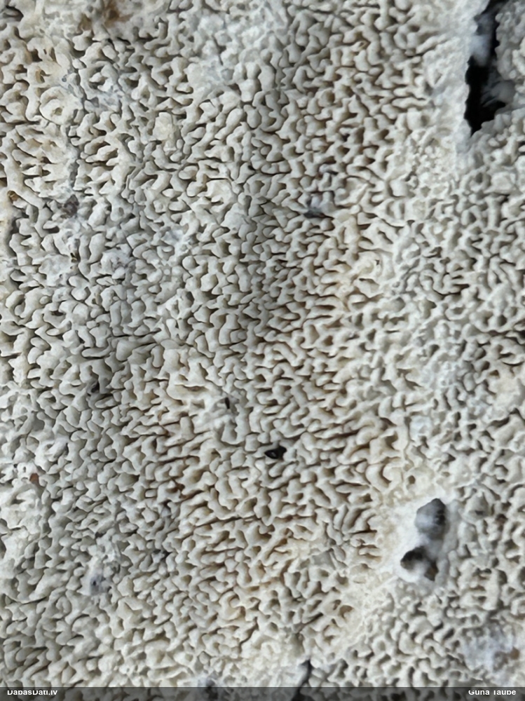 Klājeniska sēne (nenoteikta)