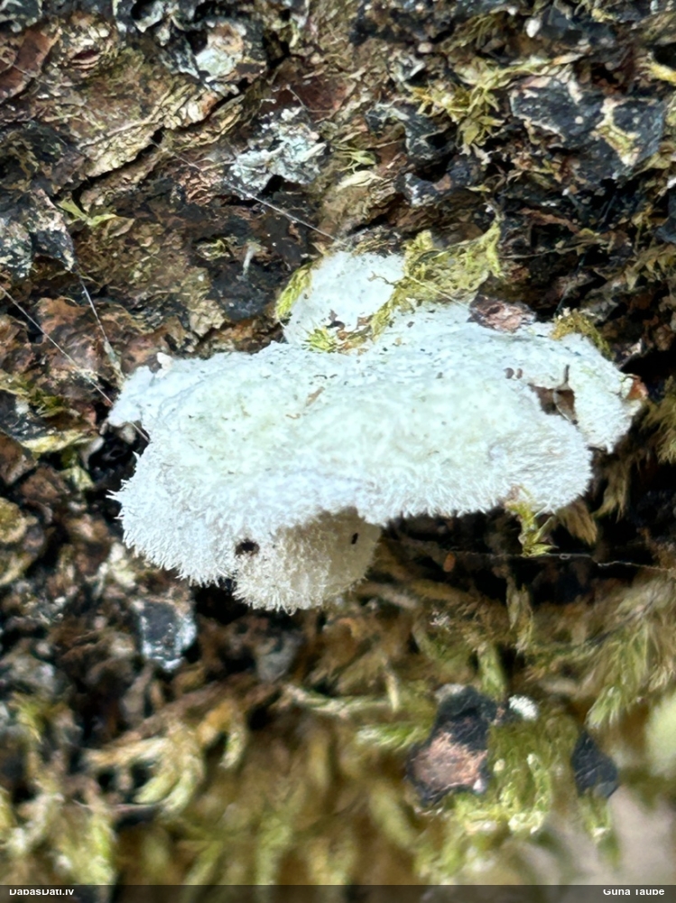 Common Split Gill