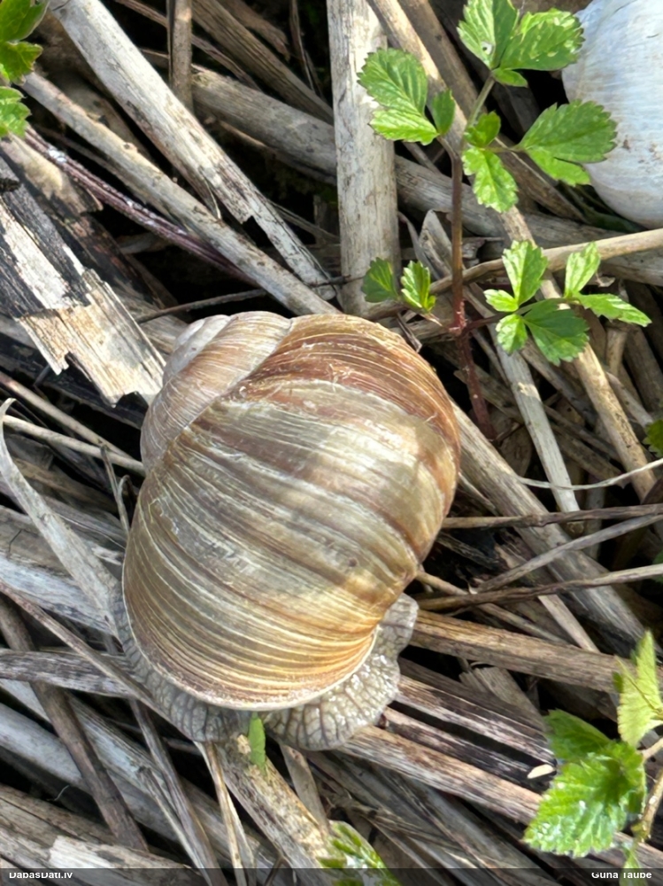 Parka vīngliemezis (īstais vīngliemezis)