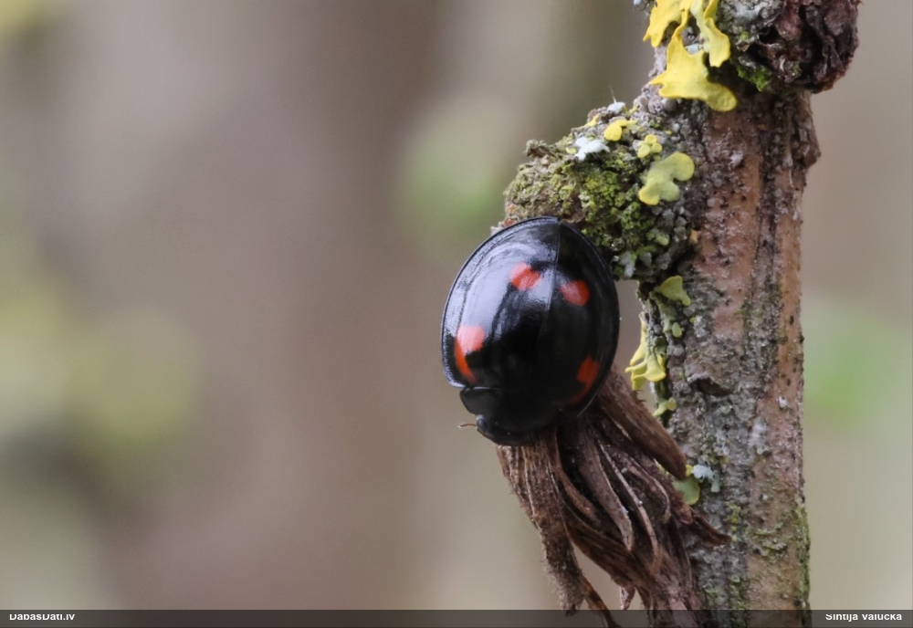 Četrplankumu melnmārīte
