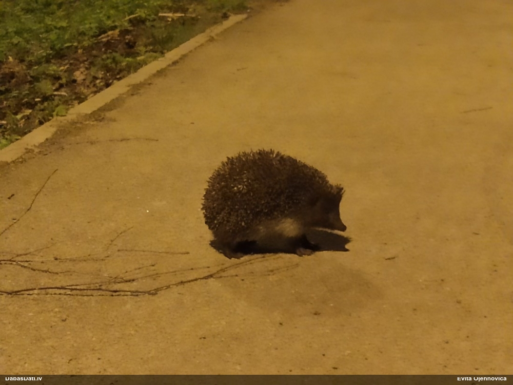Ziemeļu baltkrūtainais ezis