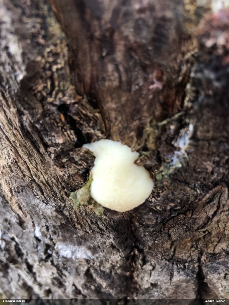 Gļotpūpēdis (nenoteikts)