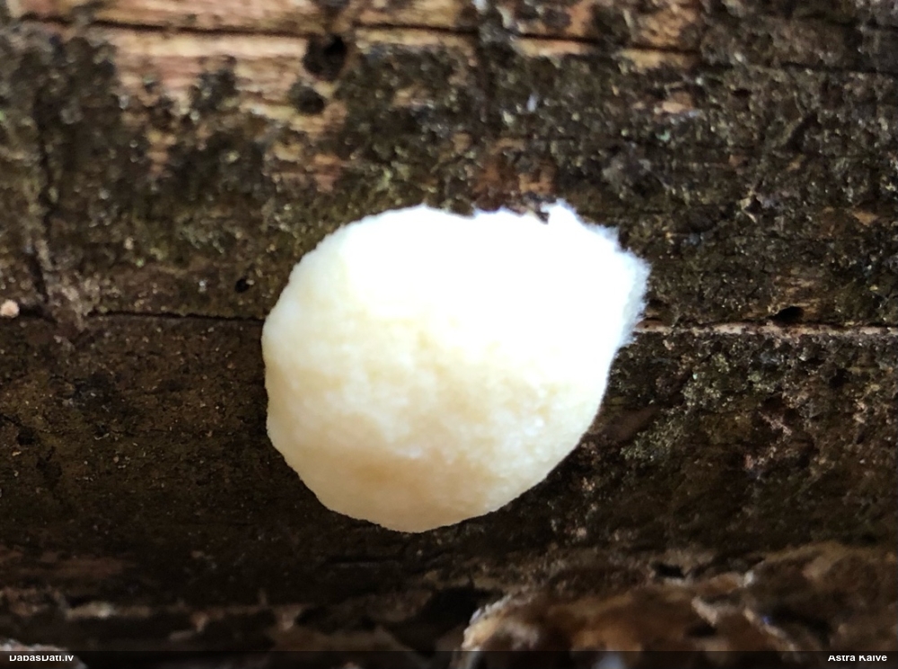 Gļotpūpēdis (nenoteikts)