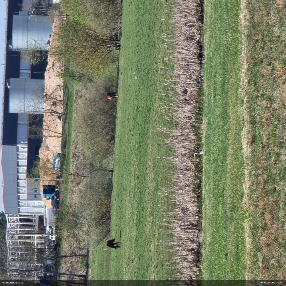 серая цапля