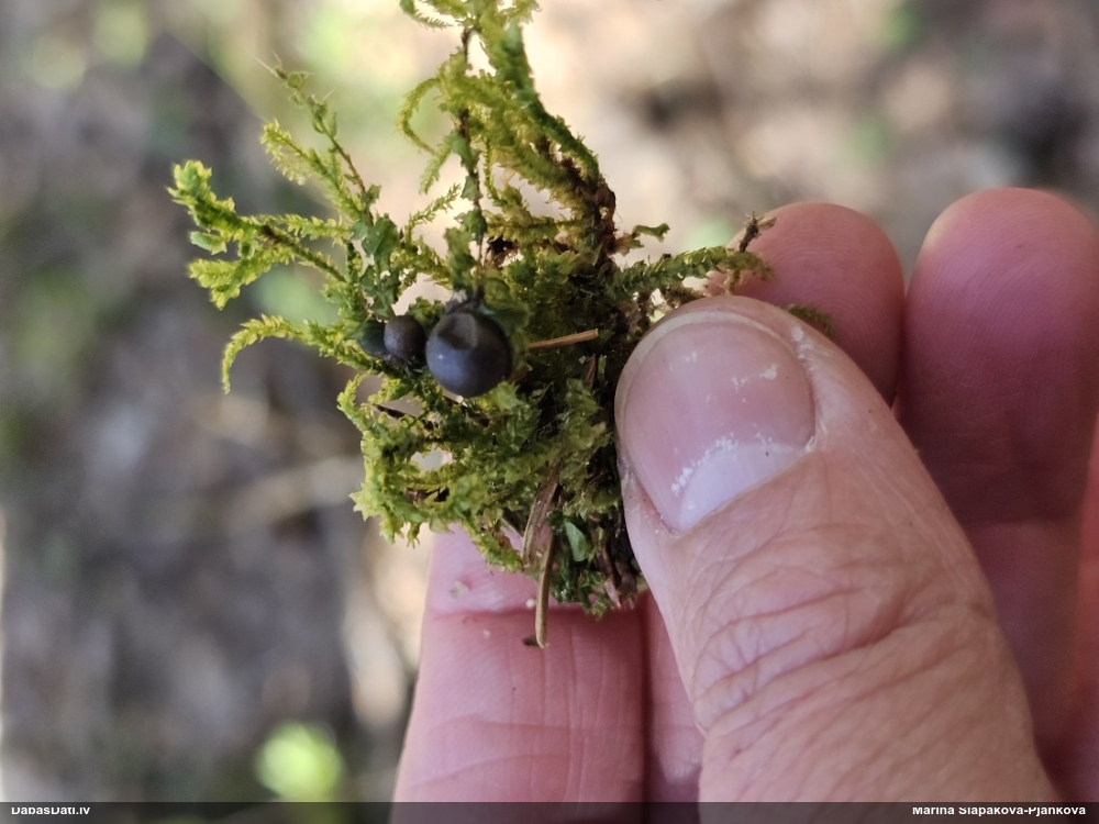 Vilkpienaine (nenoteikta)